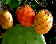 KAKTUS Feige "Opuntia ficus-indica" gr. orange Früchte, gelbe Blüten, Obst,süß