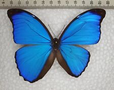 Morpho Menelaus Abrration 3