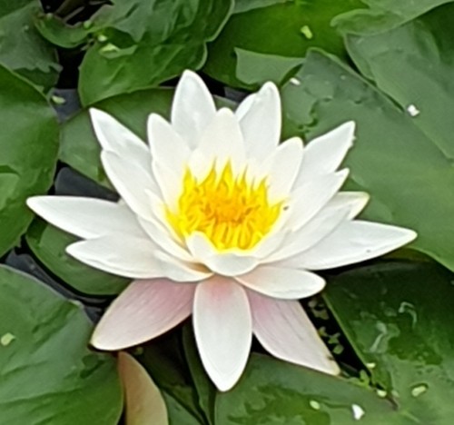 Weiße seerose teichpflanzen - seerose,