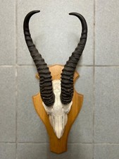 Springbock Antilope Geweih