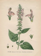 Wald-Ziest (Stachys sylvatica) Chromo-Lithographie von 1891 hedge woundwort