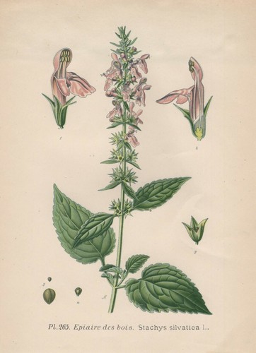Wald ziest - (stachys, sylvatica)