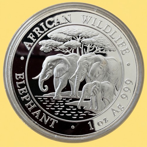 Somalia elefant 2013 - elefant, –