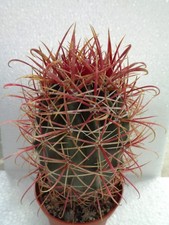 Ferocactus gracilis x