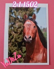 Abenteuer  Tierwelt  - Pferd