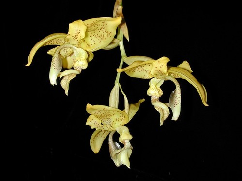 Duft orchidee stanhopea - orchidee,