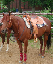 Westernsattel Adjuster Goldline von Deuber