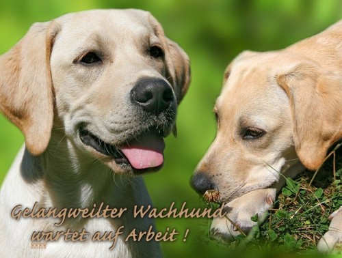 Labrador hundewarnschild - labrador,