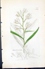 Antiker Druck Epipactis