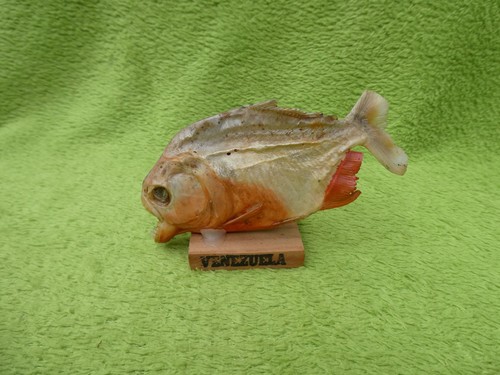 Piranha fisch präparat holz - fisch,
