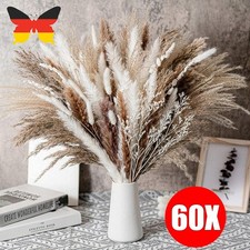 Pampasgras Getrocknet