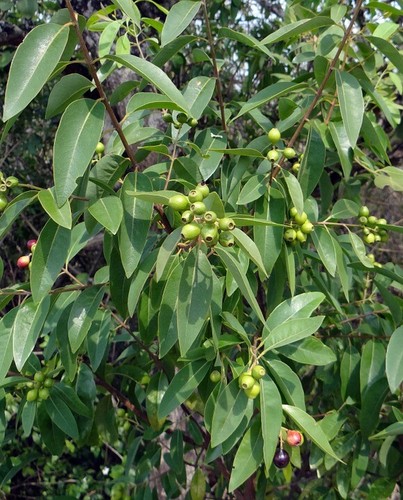 Sandelholzbaum exotische