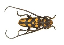 COLEOPTERA, CERAMBYCIDAE