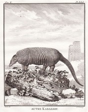 Schuppentier Pholidota