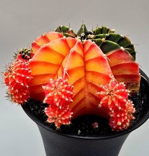 Großer Ausgefallener