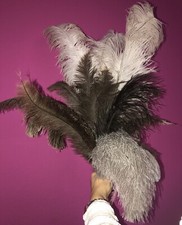 Straußenfedern, Kleiner