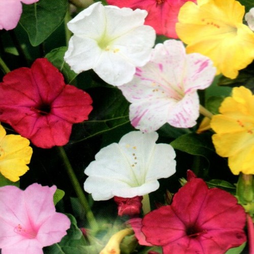 Wunderblume mix mirabilis - wunderblume,