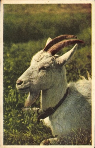 Weiße ziege portrait - ziege,,