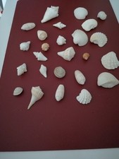 Muscheln für Deko oder zum