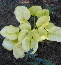 Grünblattfunkie Zounds -