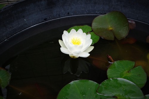 Weiße zwergseerose - weiße,