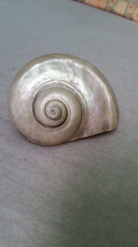 Große turbo marmoratus - große,