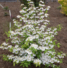 Japanischem Schneeball