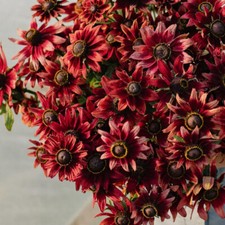 Sonnenhut 'CHERRY BRANDY' 15