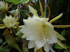 Blattkaktus Epiphyllum bewurzelt Ableger ca38cm Epi Kakteen Kaktus Weiß Rot Gelb