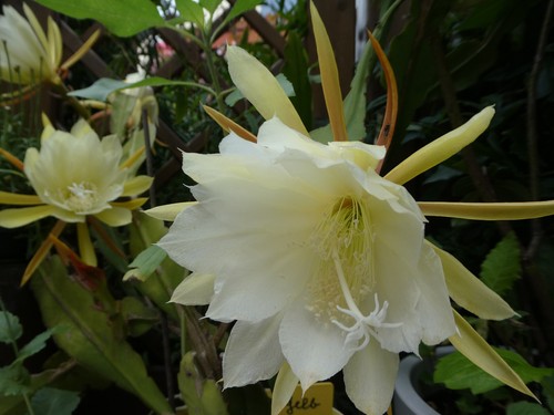 Blattkaktus epiphyllum - blattkaktus,