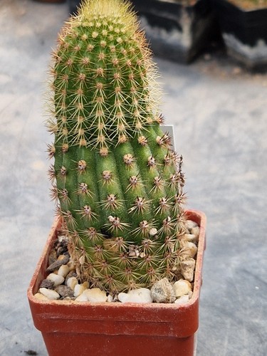 D34 kaktus hildewintera - d34,
