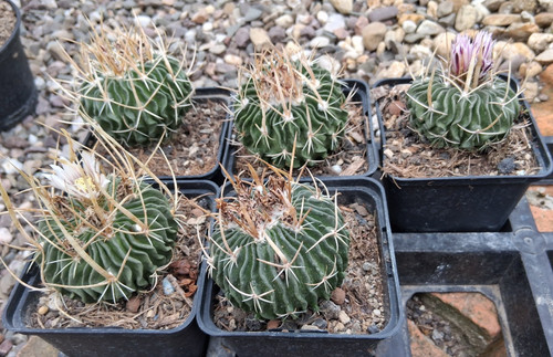 Echinofossulocactus spec mix - spec.,