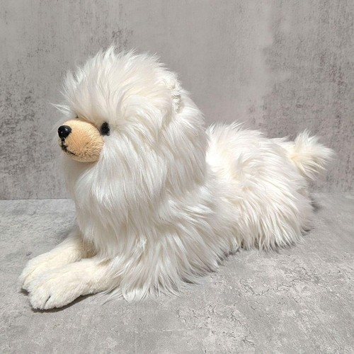 Knie hund pomeranian - knie,