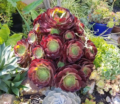 Aeonium garnet - aeonium,