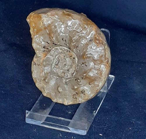 Ammonit ceratites robustus - ammonit,