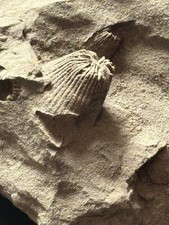 Fossilien, Fossil
