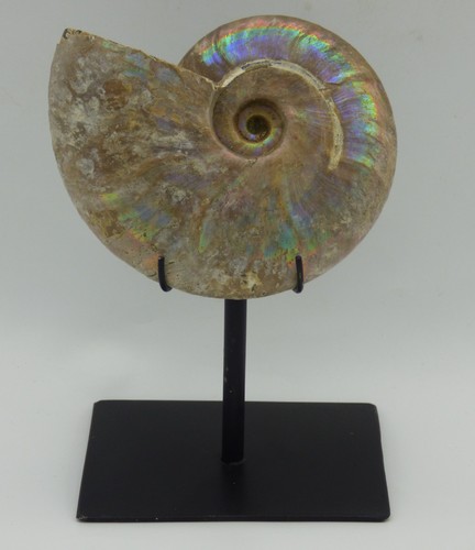 Fossil ammonit irisierender - fossil,