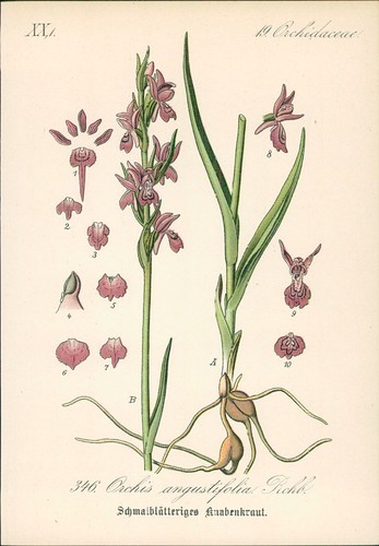 Chromolithographie - ,