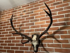 Rothirsch Trophäe Präparat