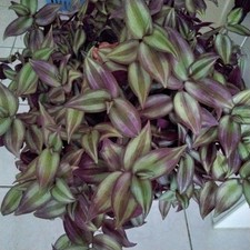 5 x Tradescantia  'Pink Paradise',  Steklinge/Ableger ,frisch geschnitten 