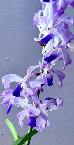 Vanda blue heavenstair - vanda, 1