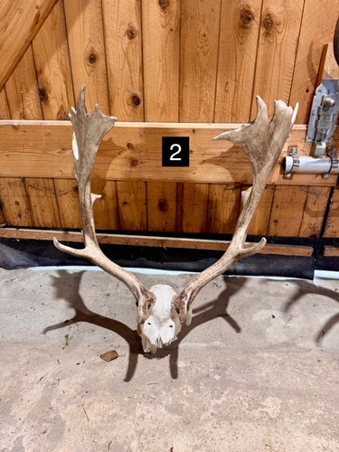Kapitaler damhirsch - kapitaler,