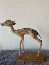 Rehkitz Präparat – Taxidermie Frankreich – gebraucht, leichte Gebrauchsspuren –