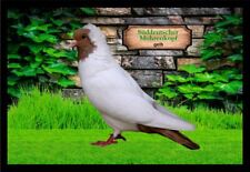 Fußmatte Schmutzfangmatte Tauben Süddt. Mohrenkopf gelb F2290