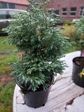 Blaue  Zwerg Boulevard