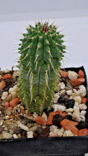 Kakteen – Kaktus – Larryleachia flavum -  etwa 4cm