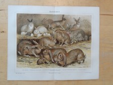 Orig chromolithographie - orig.(1888),