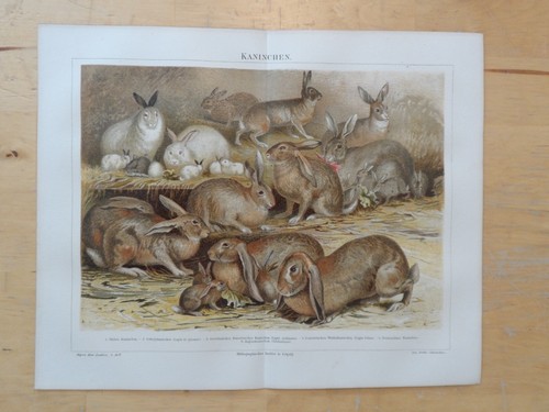 Orig chromolithographie - orig.(1888),