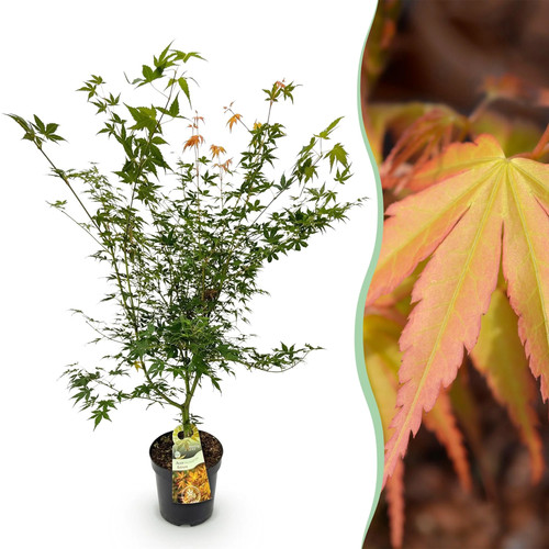 Acer palmatum katsura - acer,