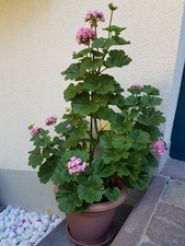 Geranien Rosengeranien Pelargonien ANITA, unbewurzelter Steckling